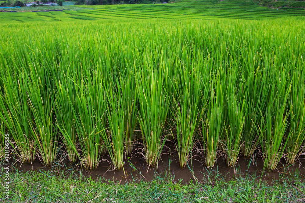 Green Terraced Rice Field in Chiangmai, Thailand Green Terraced Rice Field in Chiangmai, Thailand