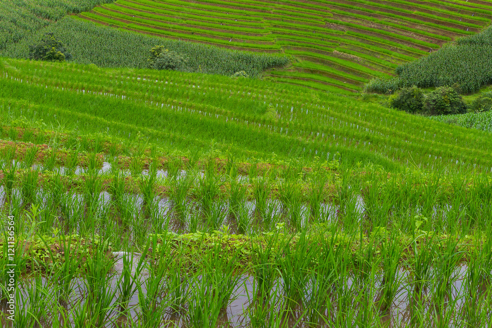 Green Terraced Rice Field in Chiangmai, Thailand Green Terraced Rice Field in Chiangmai, Thailand