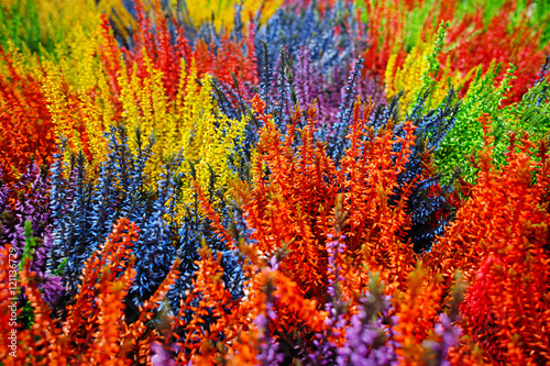 Multicolored blossoming heather (Calluna vulgaris), colorful flowers