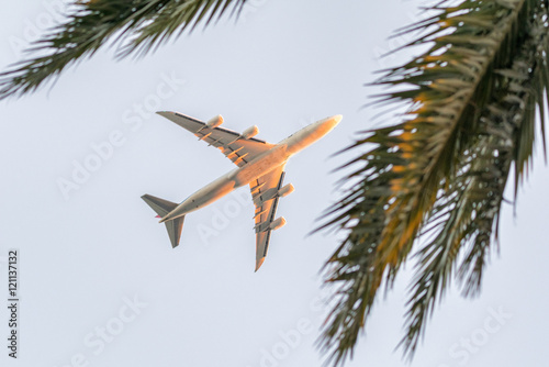 Airplane framed by palm trees