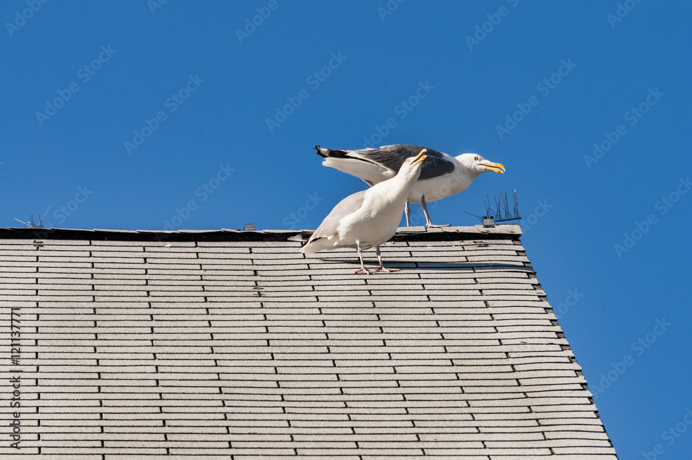 white seagulls on a roof