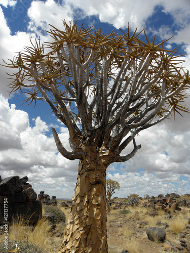 Quiver Tree photo