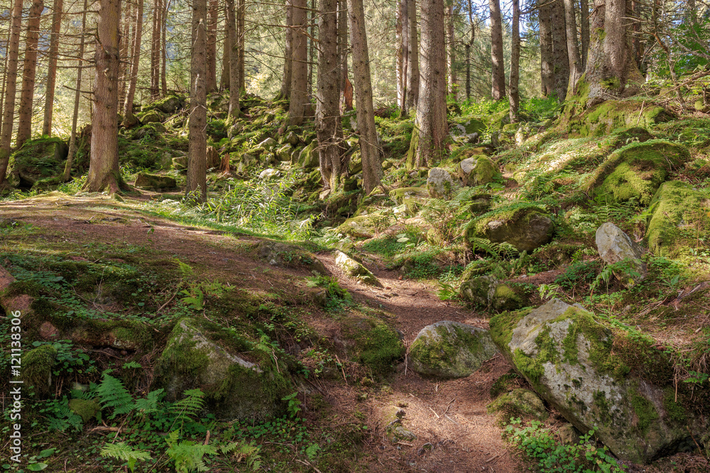  Zauberwald Stock Photo 