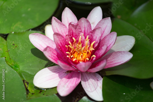 Pink water lily closeup