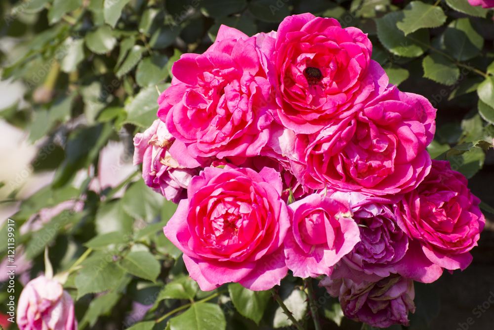 rose rose
