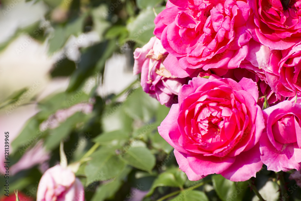 rose rose