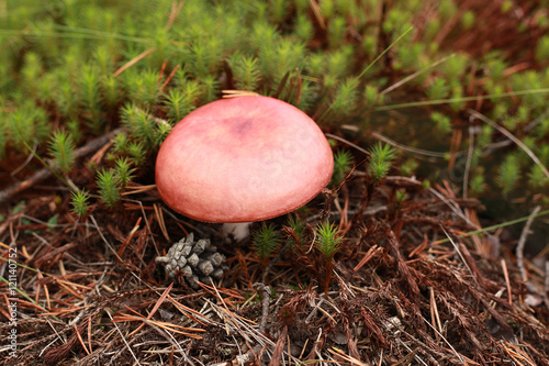 pink russule