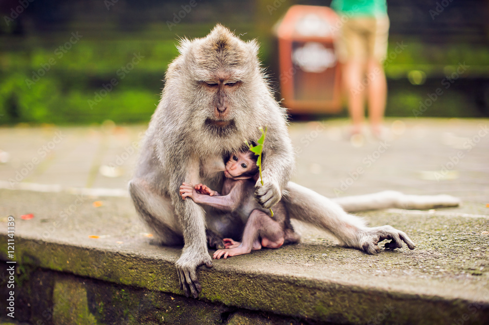 Fototapeta premium monkey macaque siting on the stone. Monkey temple in Bali