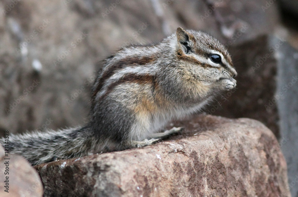 Least Chipmunk on a Rock Least Chipmunk on a Rock