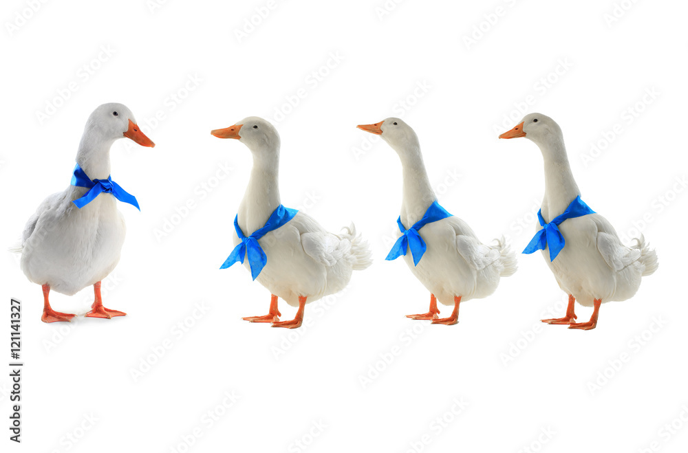 white ducks white ducks