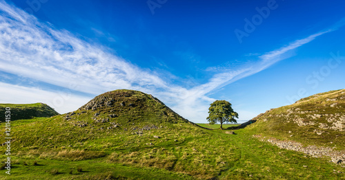 Fototapeta The iconic Sycamore Gap on Hadrian's Wall, Northumberland, England
