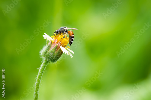 Close up of a working bee on a flower © songdech17