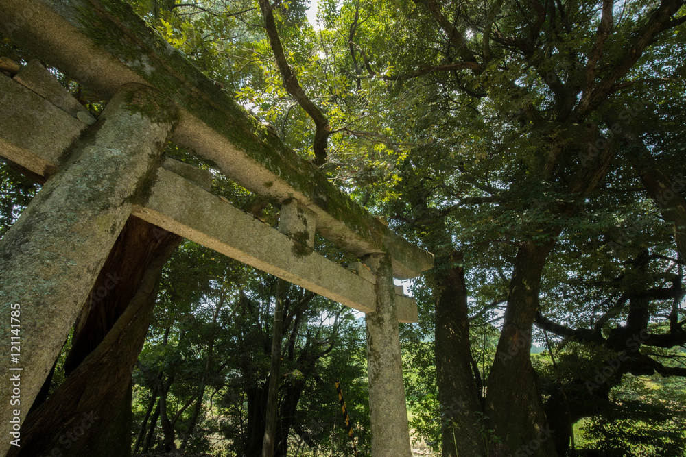 鳥居(とりい)と緑の木々
鳥居(とりい)と緑の木々