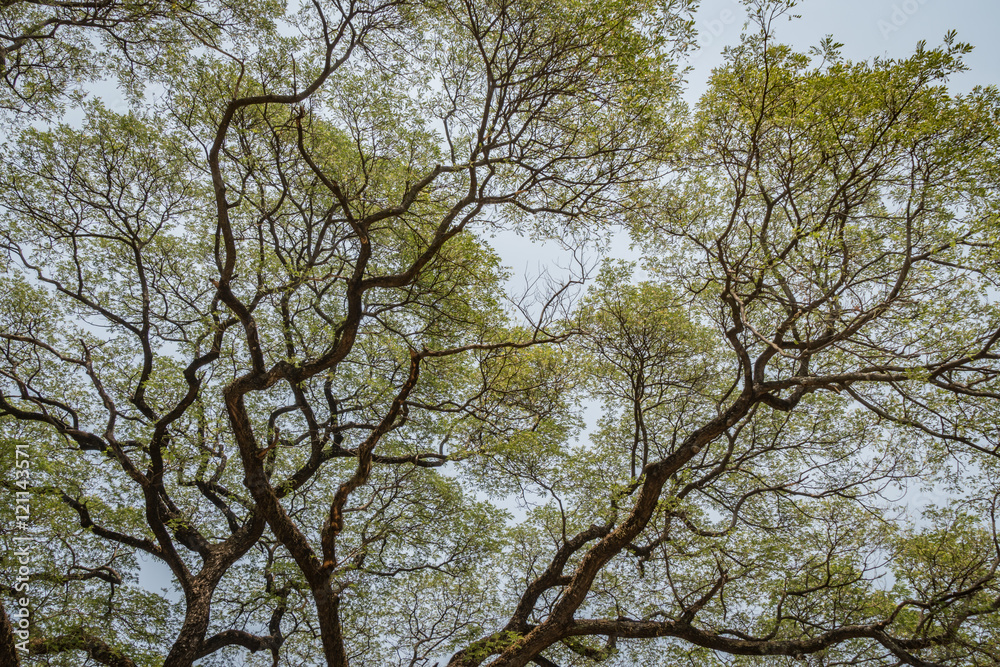 Fototapeta premium big tree branch