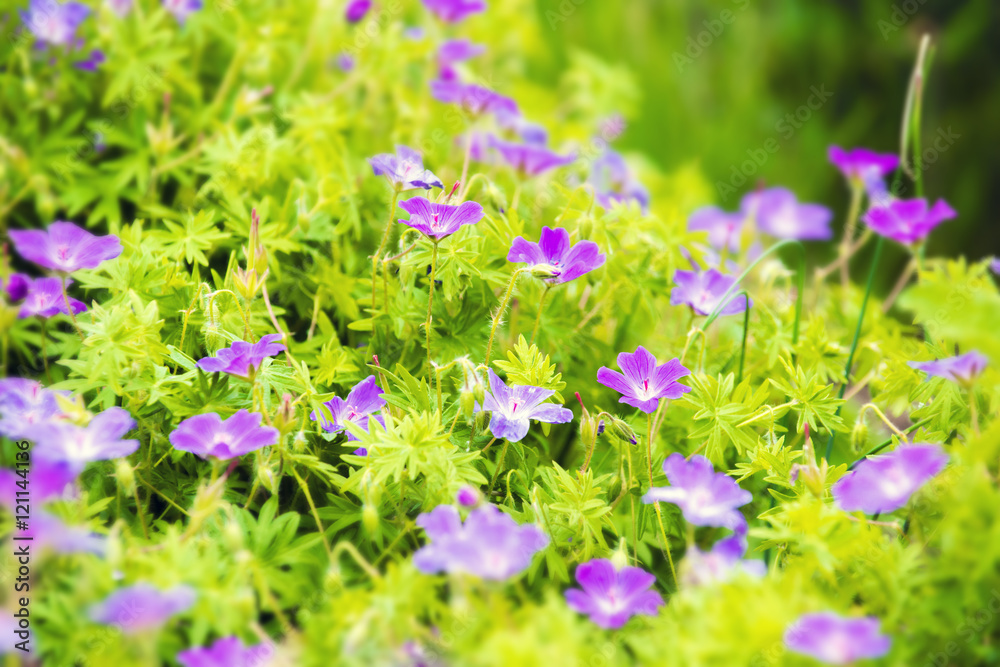 Obraz premium Flower background