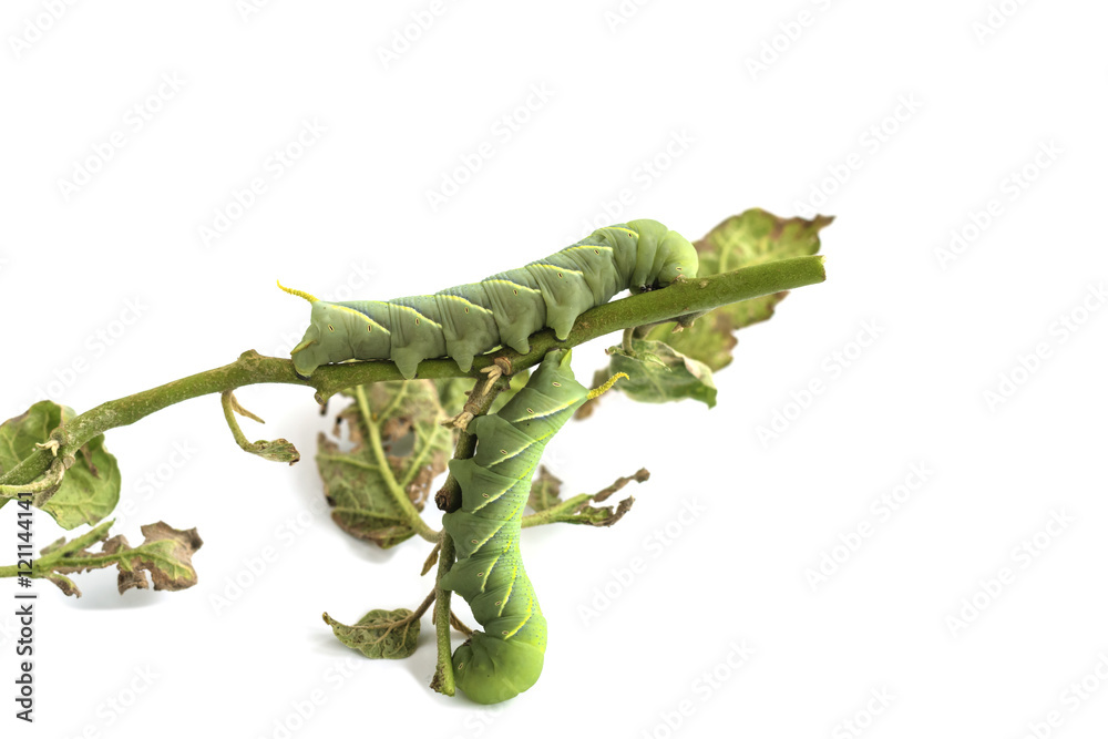 Fototapeta premium Caterpillar on white background