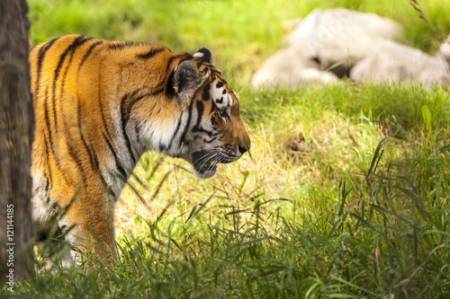 Fototapeta Naklejka Na Ścianę i Meble -  Beautiful Tiger