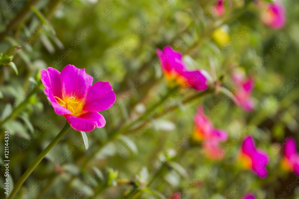 Fototapeta premium pink rosemoss or Portulace grandiflora soft focused