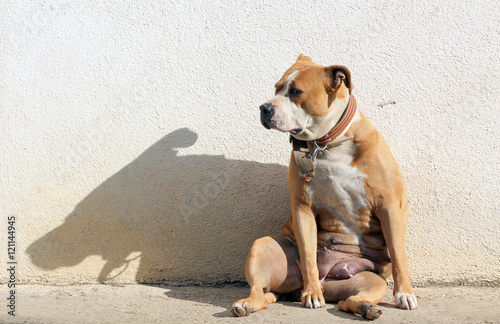 senior staffordshire terrier funny sitting on a morning sun with shadow on a wall © bellakadife
