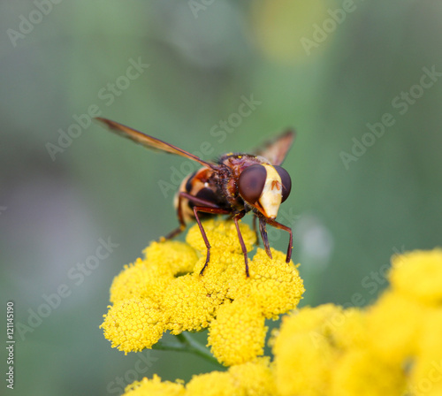 insect on a yellow flower © bellakadife