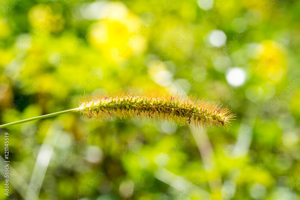 Close-up of green foxtail ( Fox Tail ) grass under the sunlight in the morning.
