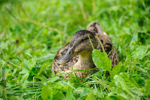 Duck on a background of green grass closeup..