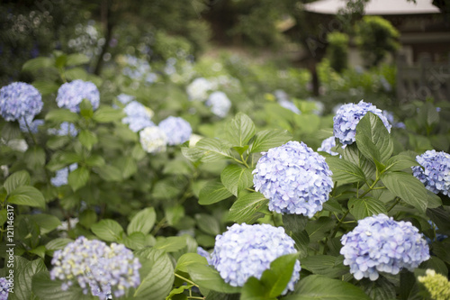 Hydrangea