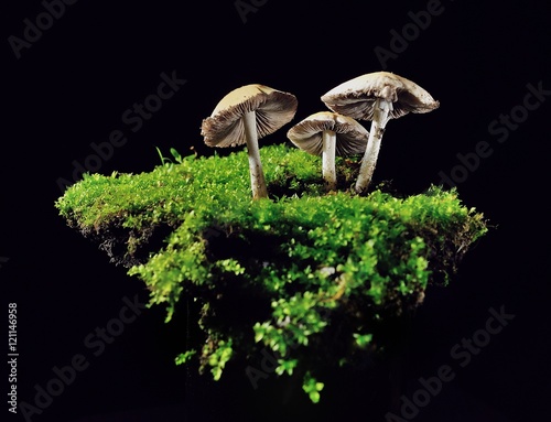 Grey mushrooms on green grass with black background 