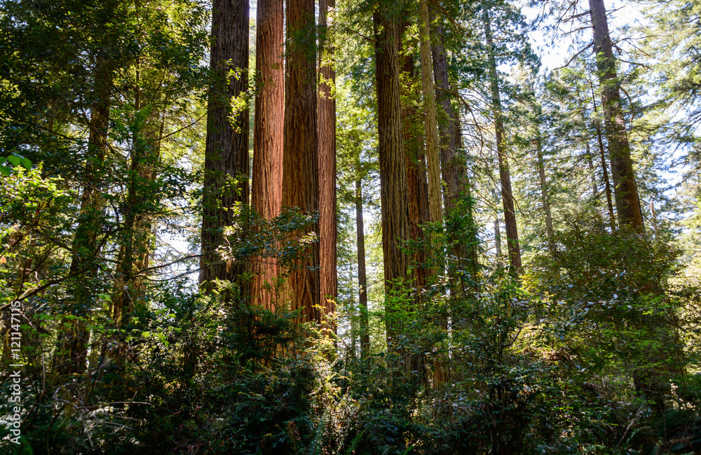 Fototapeta premium Redwood National Park
