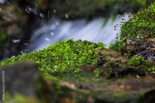 Wasserquelle mit Moos