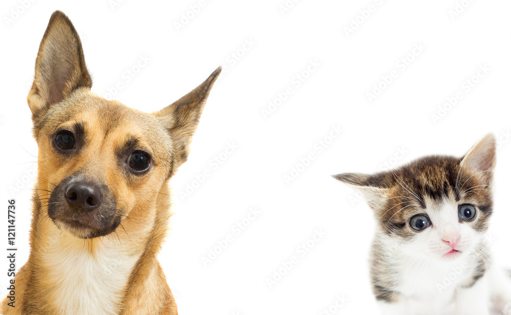 Puppy and kitten watching on a white background isolated