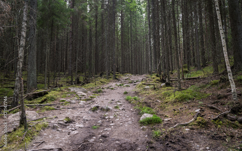 Obraz premium Dark trail through forest