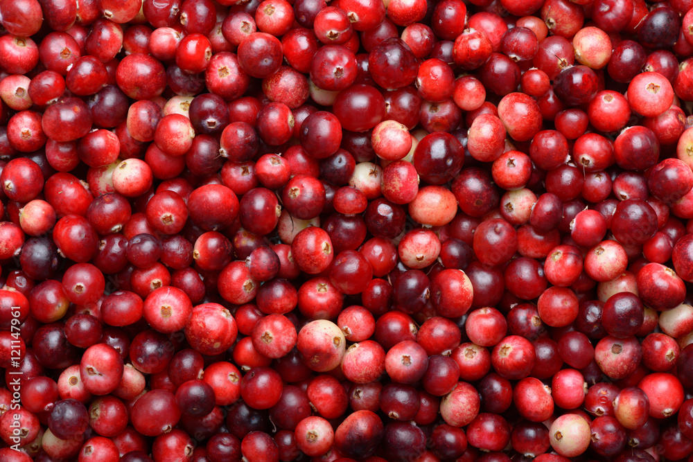 Red ripe cranberries background. Cowberry foxberry berries