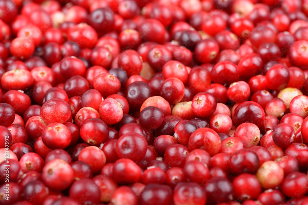 Red ripe cranberries background. Cowberry foxberry berries Red ripe cranberries background. Cowberry foxberry berries
