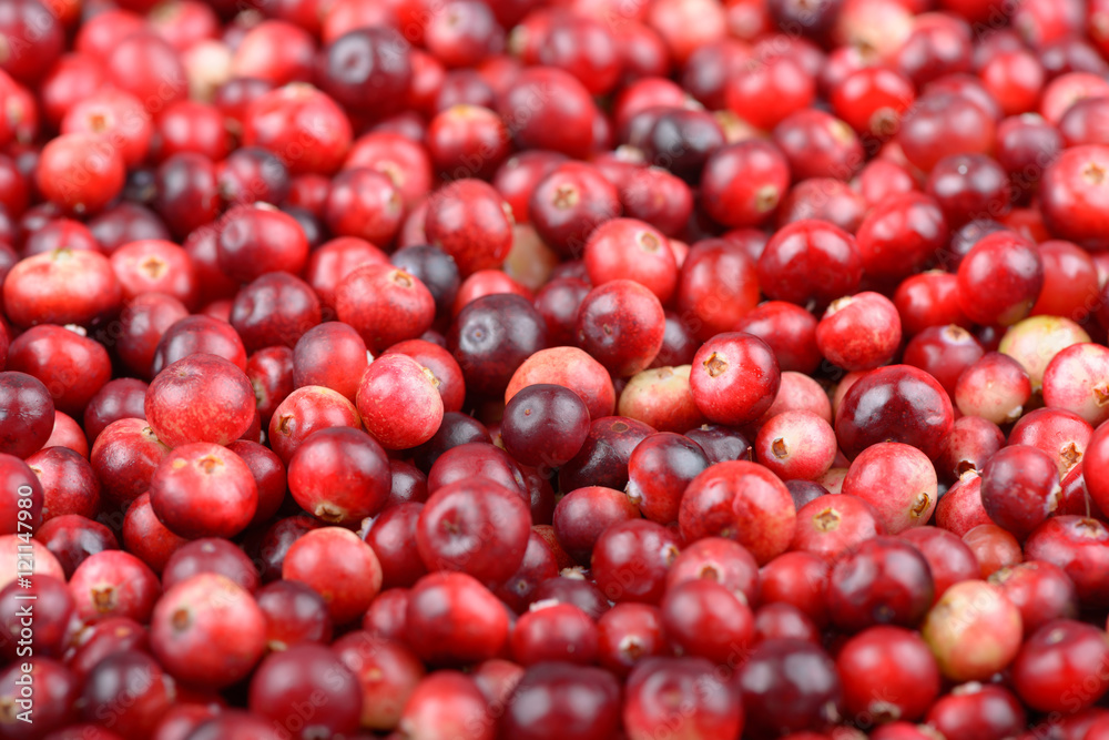 Red ripe cranberries background. Cowberry foxberry berries Red ripe cranberries background. Cowberry foxberry berries