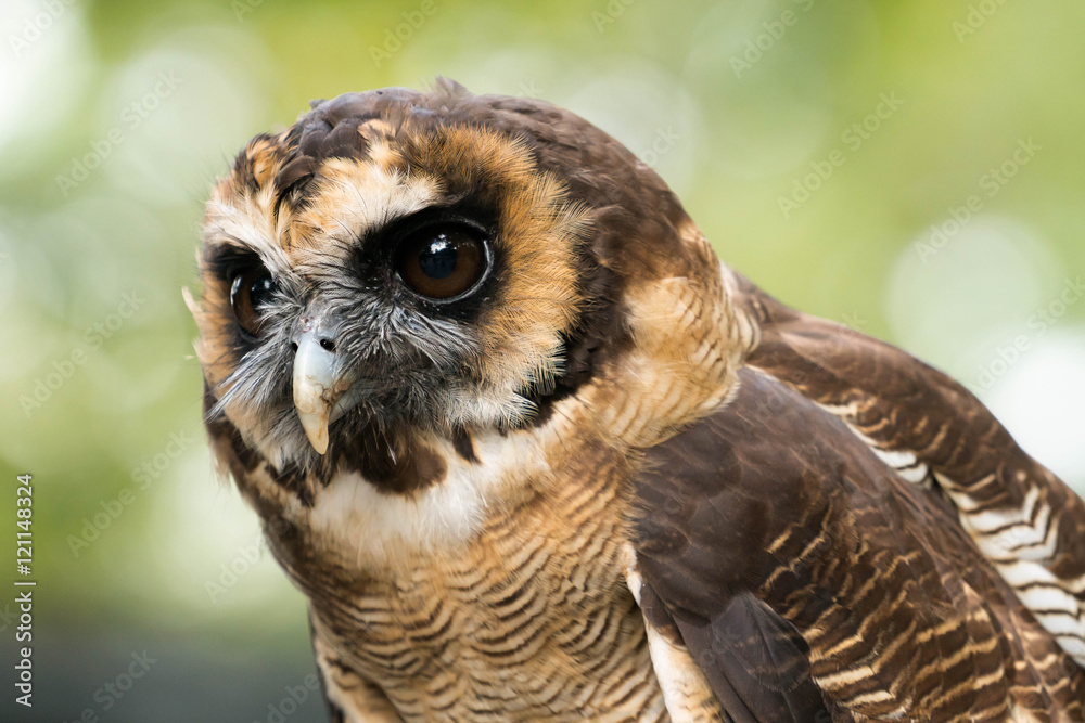 Fototapeta premium owl