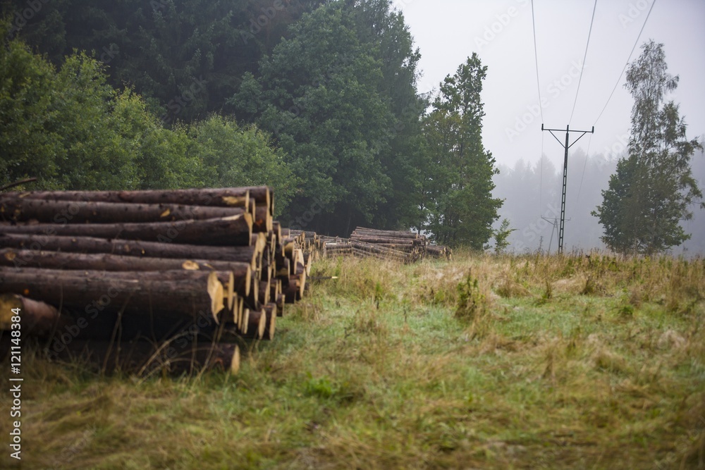 mist and rain in the forest with wood piles