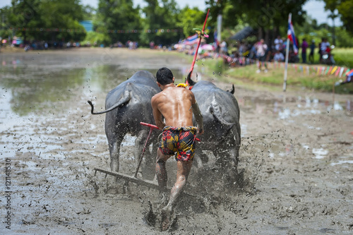 Buffalo race in Chonburi Thailand, Traditionally held by farmers to conserve water buffalos