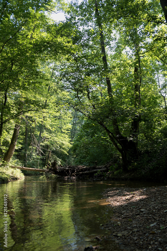 River deep in mountain forest. Nature composition. Mountain river flowing through the green forest.. River deep in mountain forest. Nature composition. Mountain river flowing through the green forest..