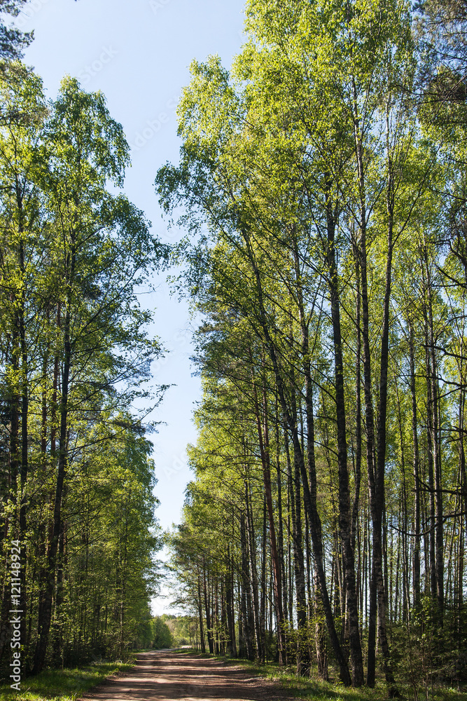 Fototapeta premium spring sunny forest