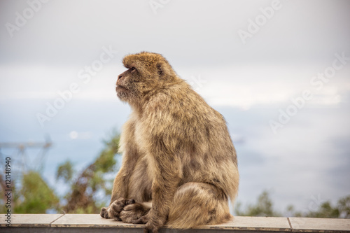 Adult Macaque on the Gibraltar rock