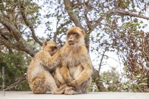 Two Macaques on the Gibraltar rock