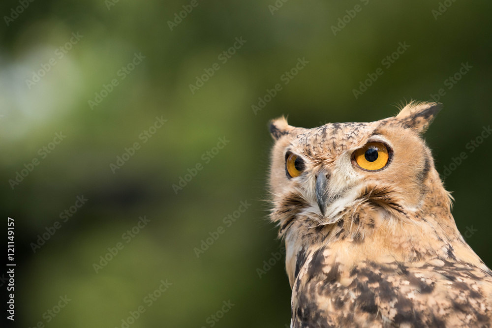owl owl