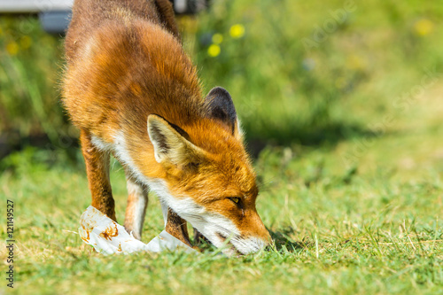 Obraz na plátně immature urban red fox scavenging an ice cream, at Hoek van Holland, the Netherl