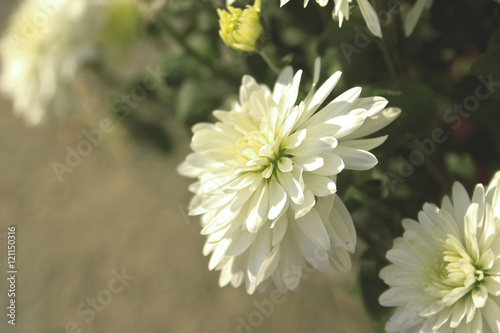 White vintage Chrysanthemum Flower in Garden. Soft focus. Toned photo