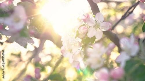 Cherry Blossom Moved By The Wind Close Up Footage