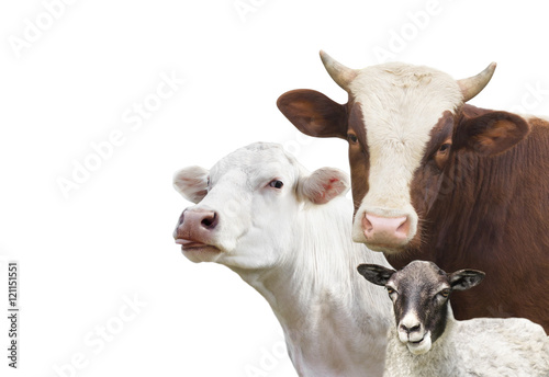cattle farm animals set photo
