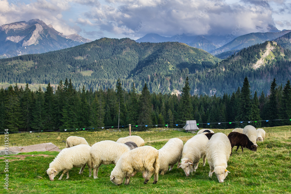 Rusinowa Polana in Tatra Mountain, Poland