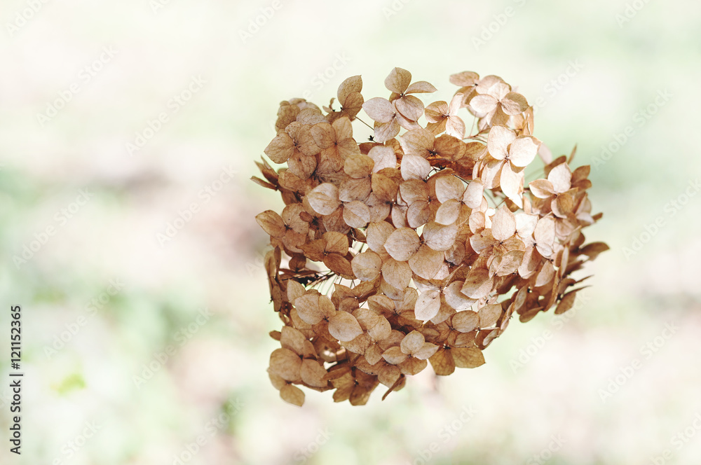 Fototapeta premium Dried Hydrangea flowers