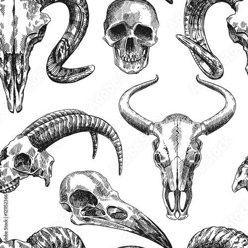  illustration  animal skull